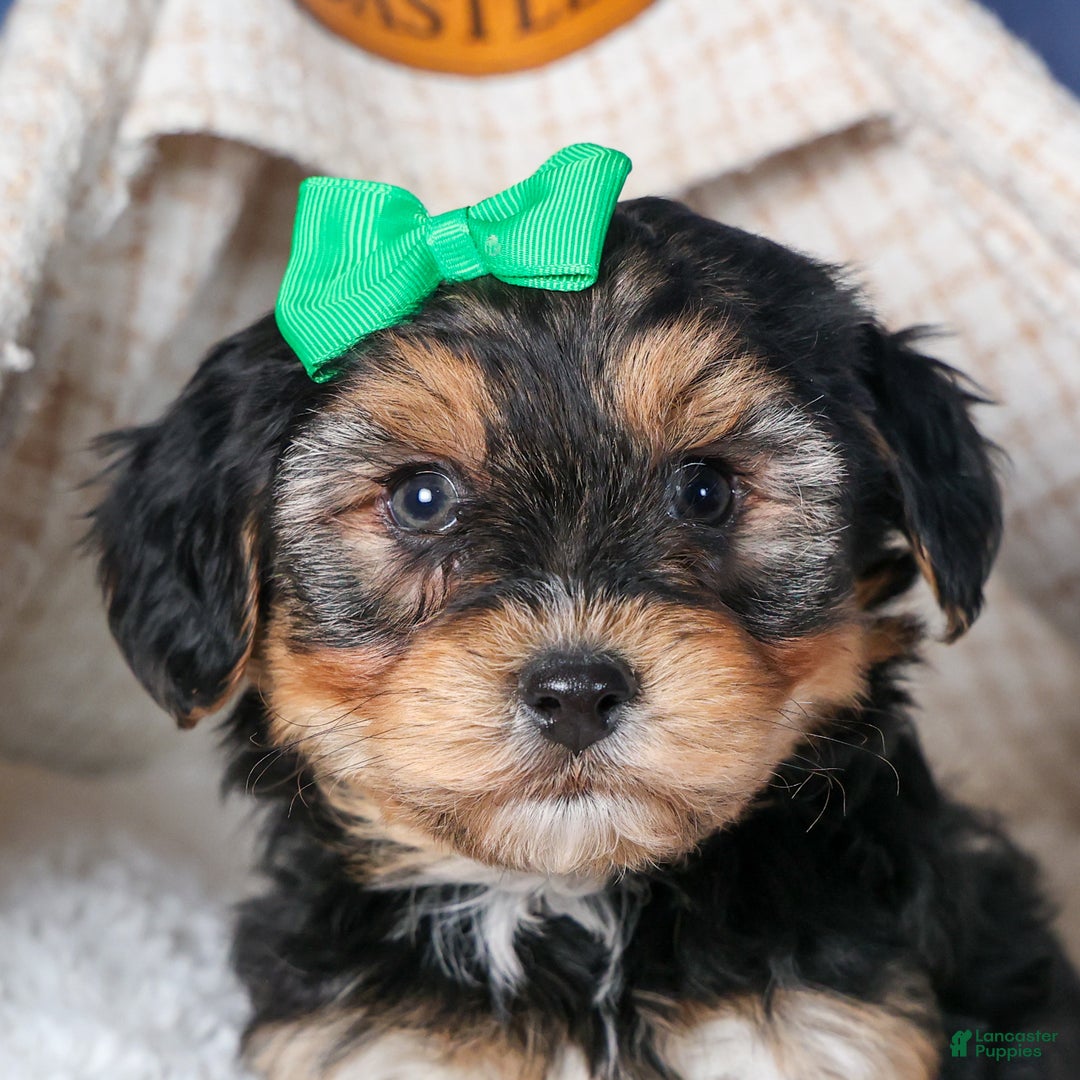 Yochon dogs for sale: MAX - Ad 4