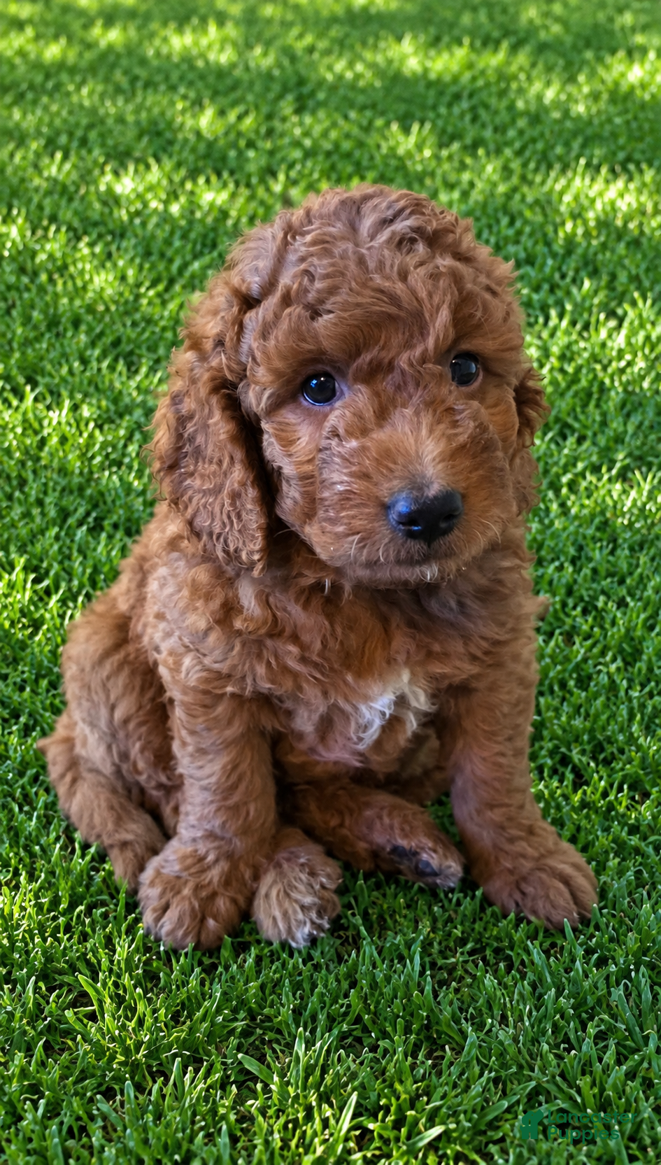 Mini Goldendoodle dogs for sale: Mini Goldendoodle 6 - Ad 2