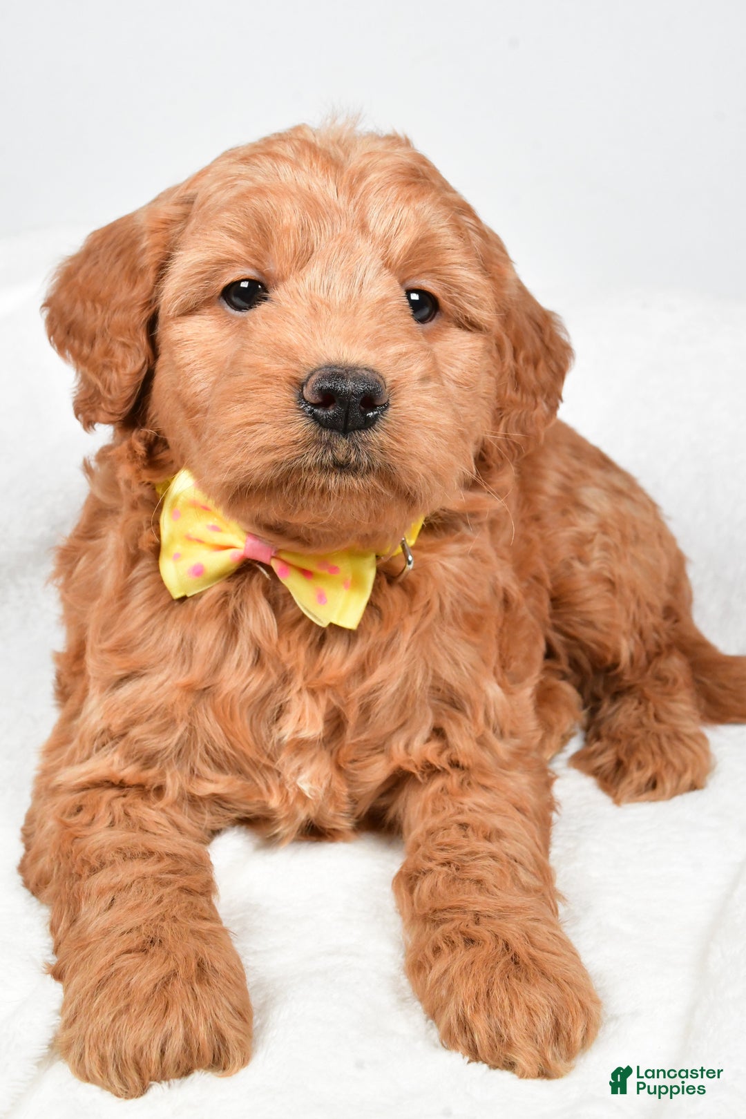 Mini Goldendoodle dogs for sale: Bruce - Ad 7
