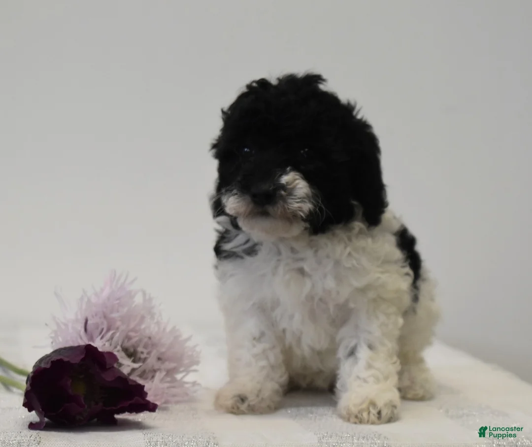 Miniature Poodle dogs for sale: Careda - Ad 2