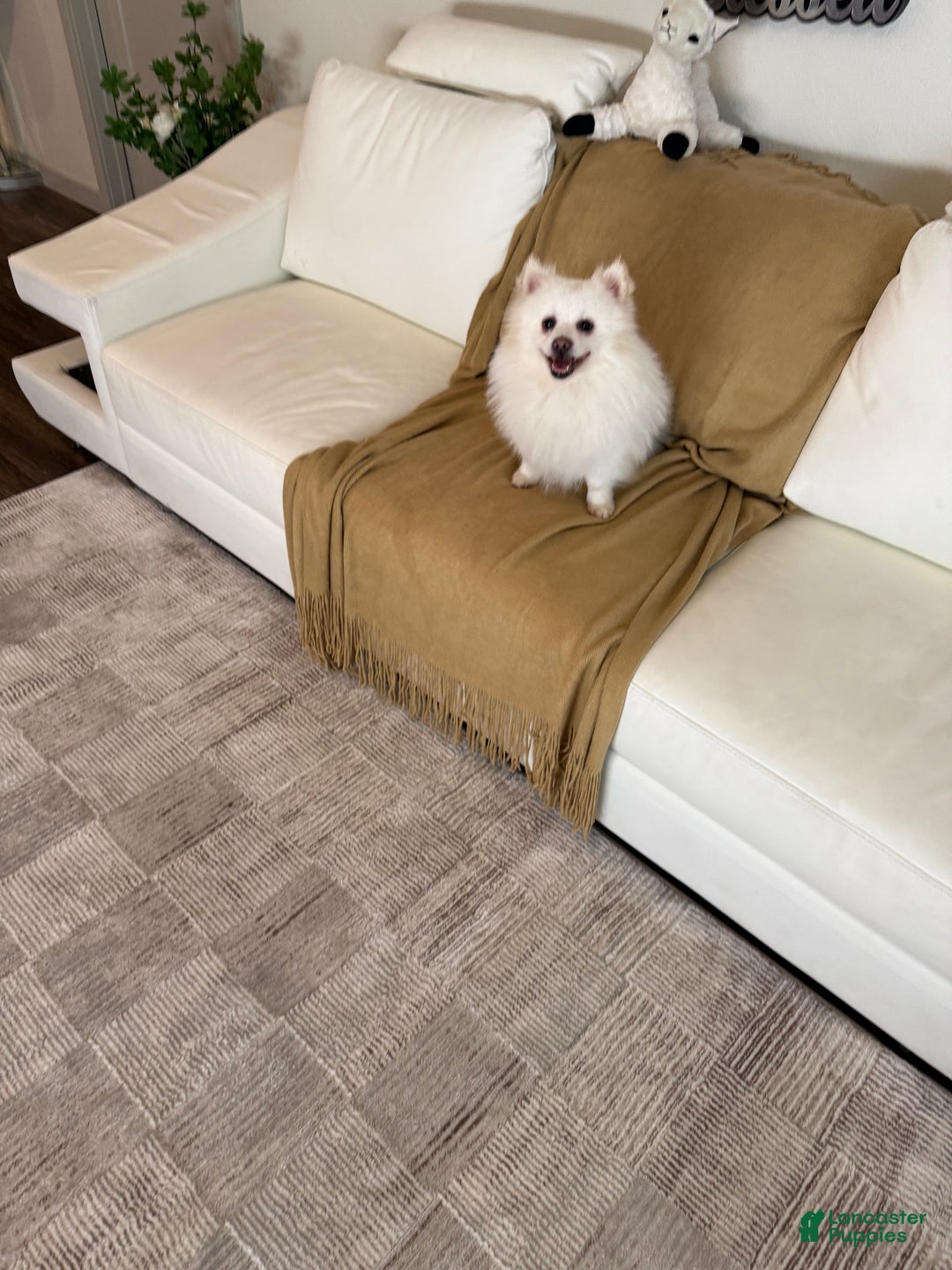 Pomeranian dogs for sale: Spunky ♥️ - Ad 5