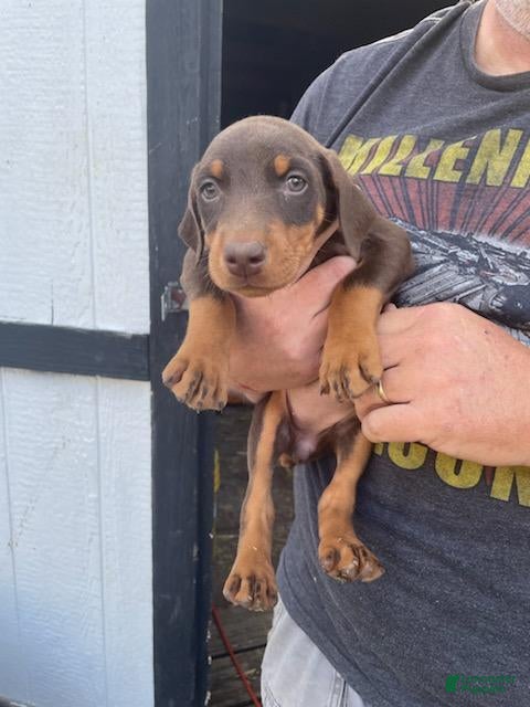 Doberman Pinscher dogs Doberman Pinscher Puppy 4 - Ad 31