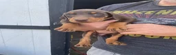 Doberman Pinscher dogs for sale: Doberman Pinscher Puppy 4 - Ad 1