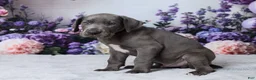 Great Dane dogs for sale: Luke - Ad 7
