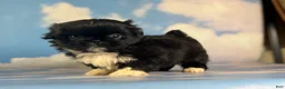 Pekingese dogs for sale: AKC Beyoncé DNA OFA  - Ad 6