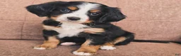 Miniature Bernese Mountain Dog dogs for sale: Vienna [Reserved] - Ad 1