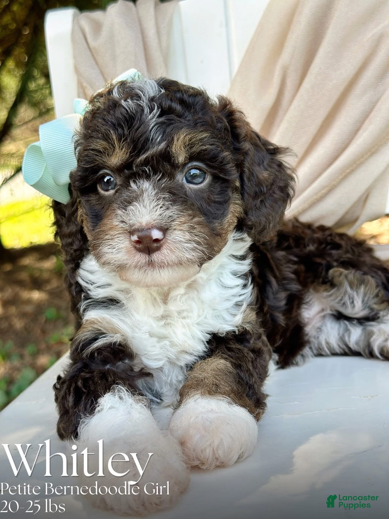 Mini Bernedoodle dogs Whitley-Petite/Mini-OFA&GeneticParents - Ad 1