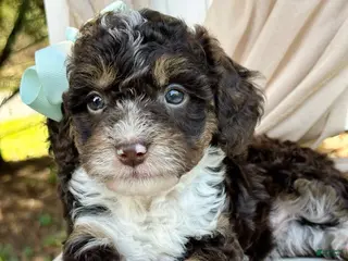 Mini Bernedoodle dogs for sale: Whitley-Petite/Mini-OFA&GeneticParents - Ad 2