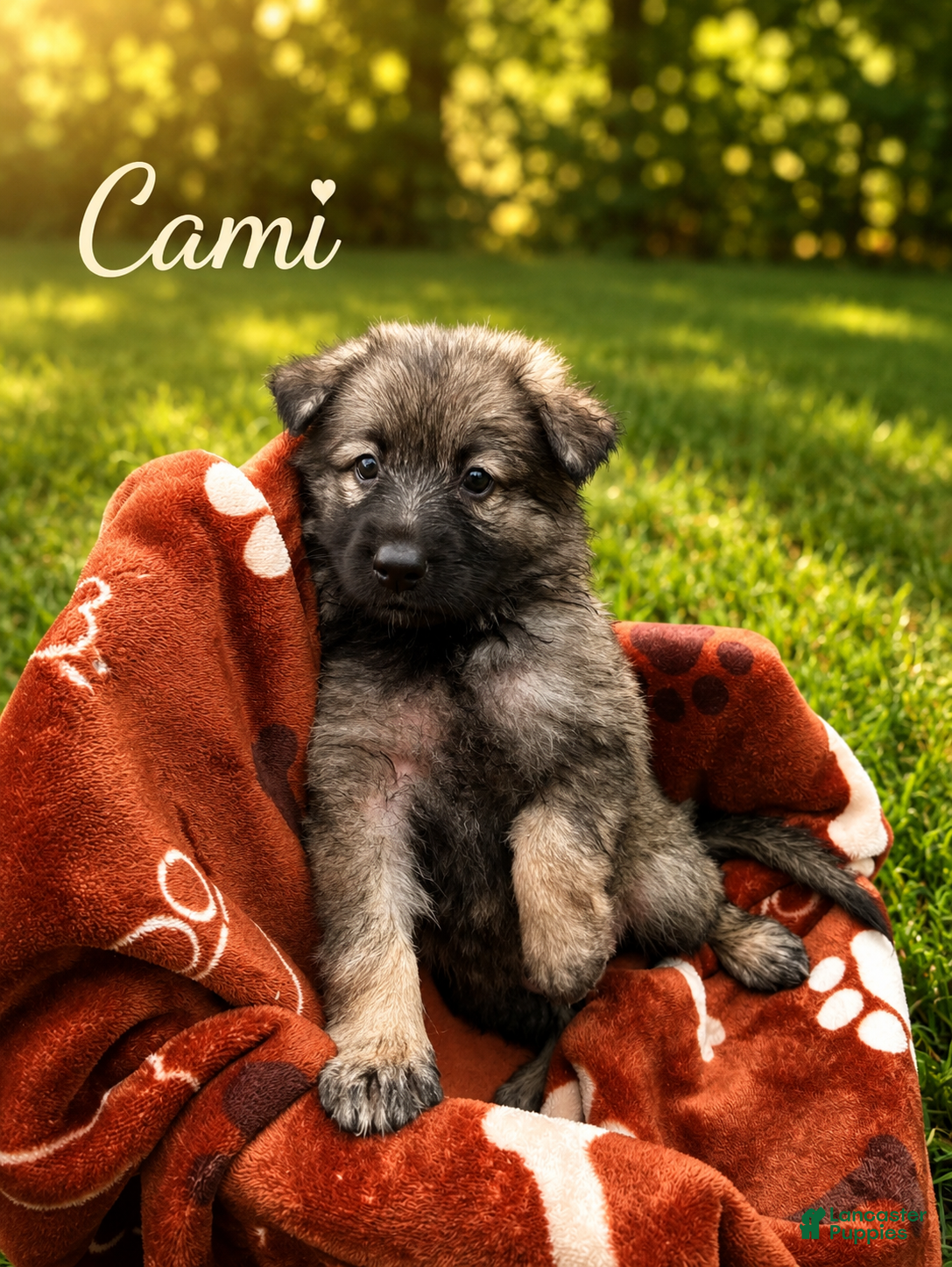 German Shepherd dogs Cami - Ad 1