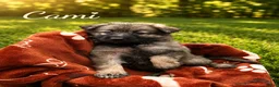 German Shepherd dogs for sale: Cami - Ad 1