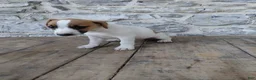 Jack Russell Terrier dogs for sale: Alec - Ad 3