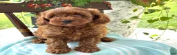 Miniature Poodle dogs for sale: Toffee - Ad 7