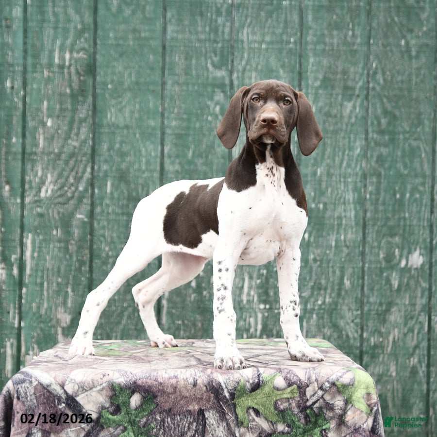 German Shorthaired Pointer dogs Greta - Ad 2