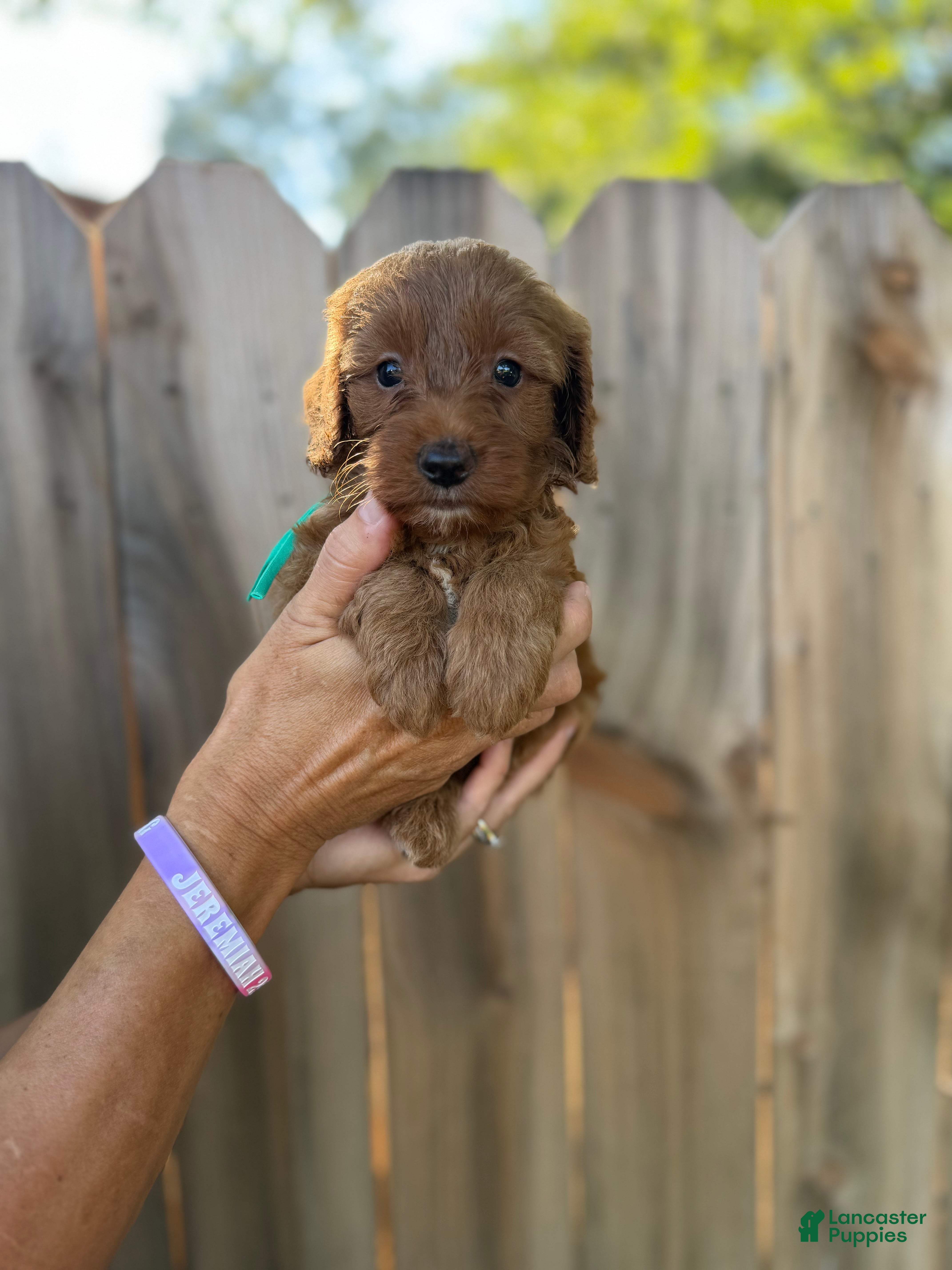 Mixed Breed dogs Mixed Breed 1 - Ad 6