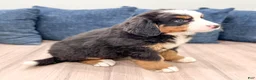Bernese Mountain Dog dogs for sale: Casey - Ad 5