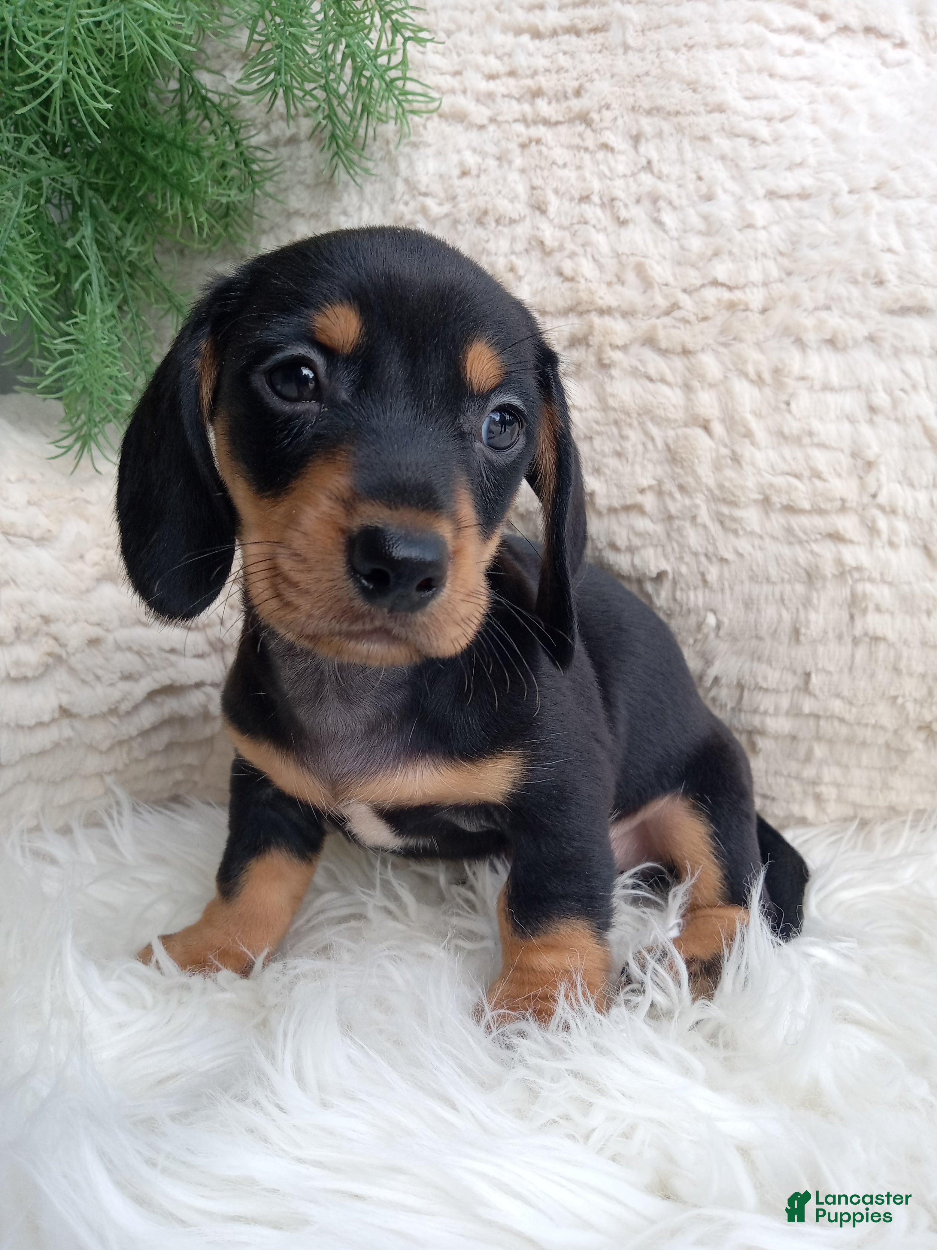 Dachshund dogs Roscoe  - Ad 1