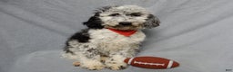 Sheepadoodle dogs for sale: Panda (medium) - Ad 5