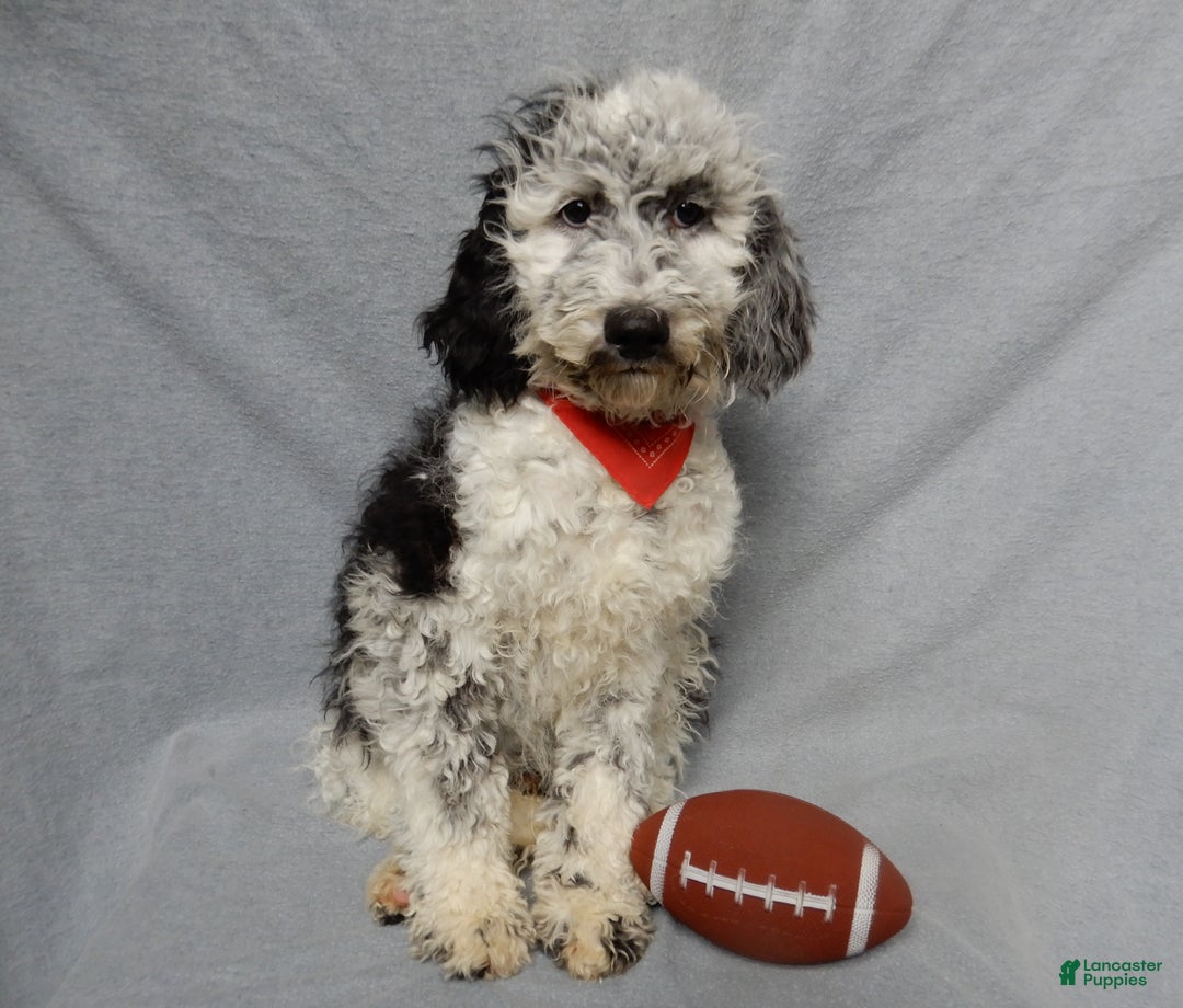 Sheepadoodle dogs for sale: Panda (medium) - Ad 5