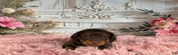 Miniature Dachshund dogs for sale: AKC-Porter - Ad 5