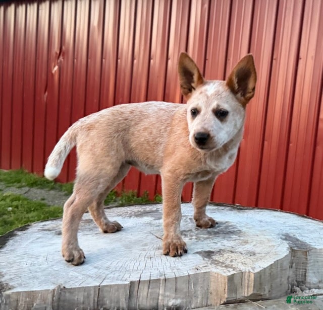 Australian Cattle Dog dogs for sale: Topeka Rose_Female - Ad 7