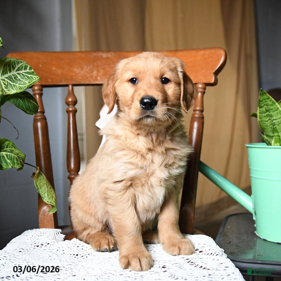 Golden Retriever dogs Crackers - Ad 1