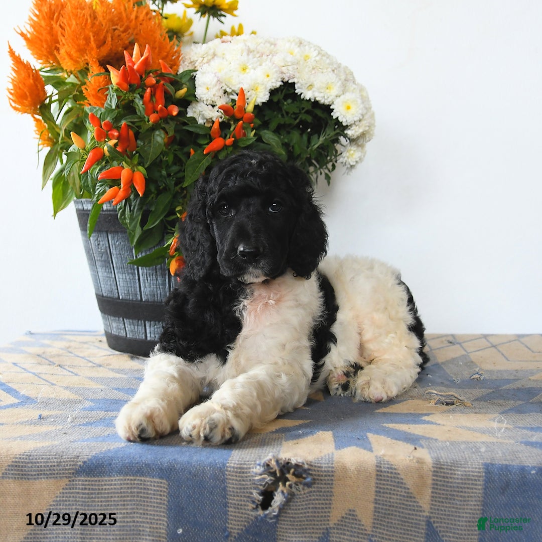 Standard Poodle dogs for sale: Monty - Ad 2