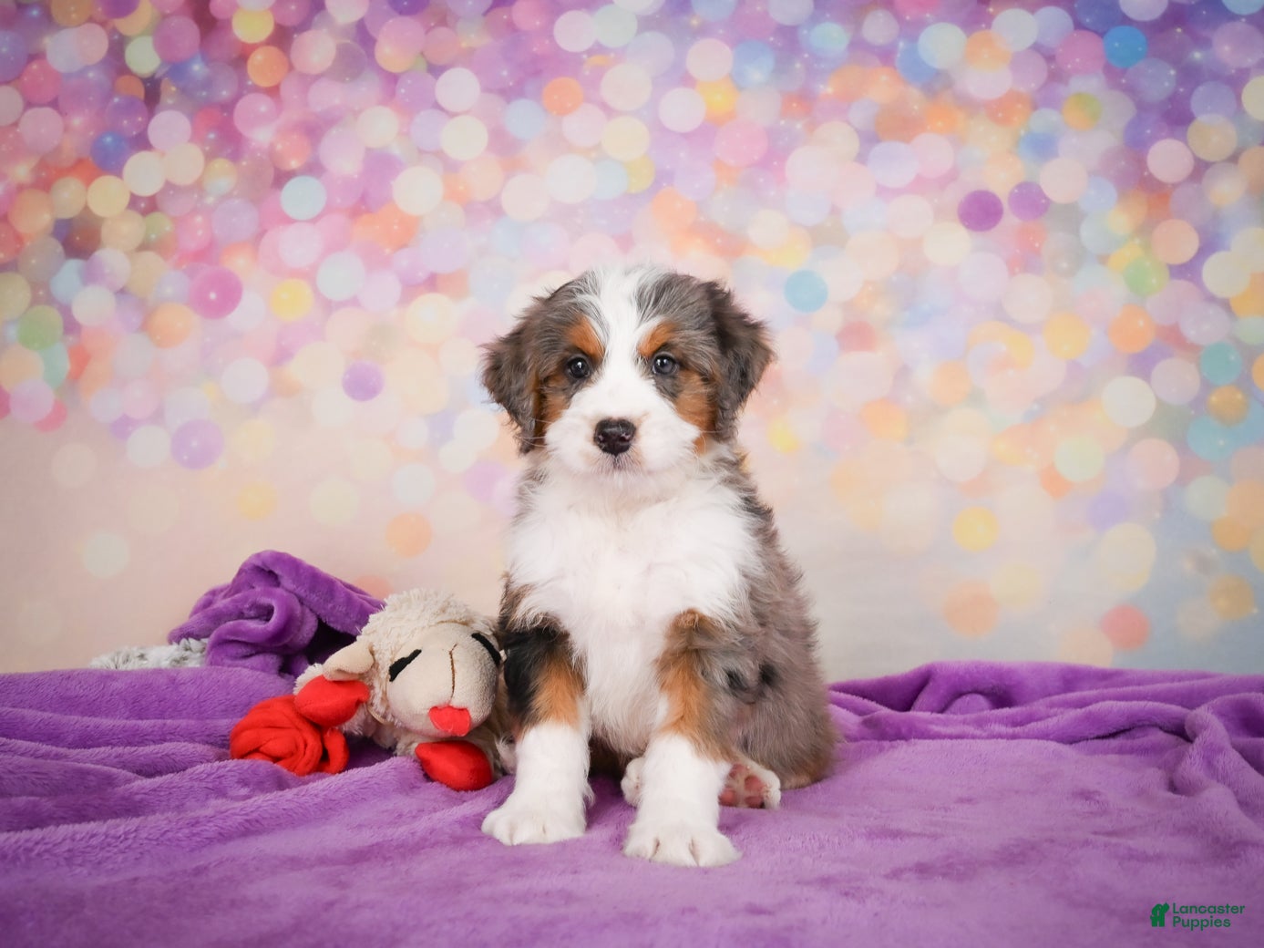 Mini Bernedoodle dogs Sammy - Ad 2