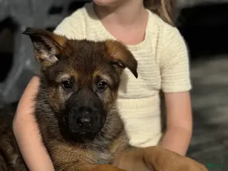 German Shepherd dogs Branson - Ad 10