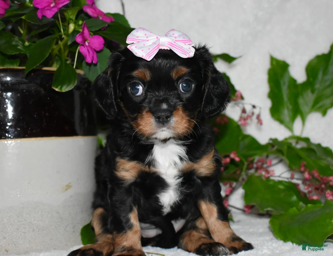 Cavalier King Charles Spaniel dogs for sale: Cavalier King Charles Spaniel 5 - Ad 2