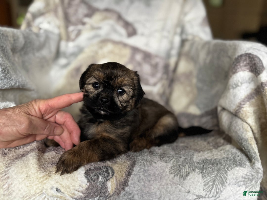 Shorkie dogs for sale: Buster - Ad 4