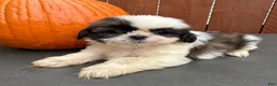 Shih Tzu dogs for sale: Peanut - Ad 5