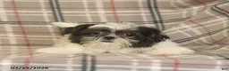 Shih Tzu dogs for sale: Wallace - Ad 4