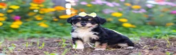 Mixed Breed dogs for sale: Pumpkin - Ad 6