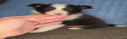 Shetland Sheepdog dogs for sale: Tallahassee AKC - Ad 1