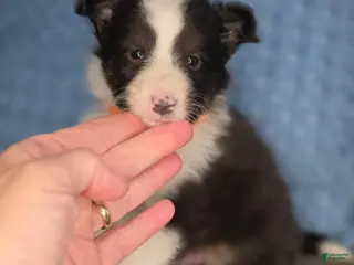 Shetland Sheepdog dogs Tallahassee AKC - Ad 31