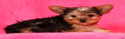 Yorkshire Terrier dogs for sale: Molly - Ad 9