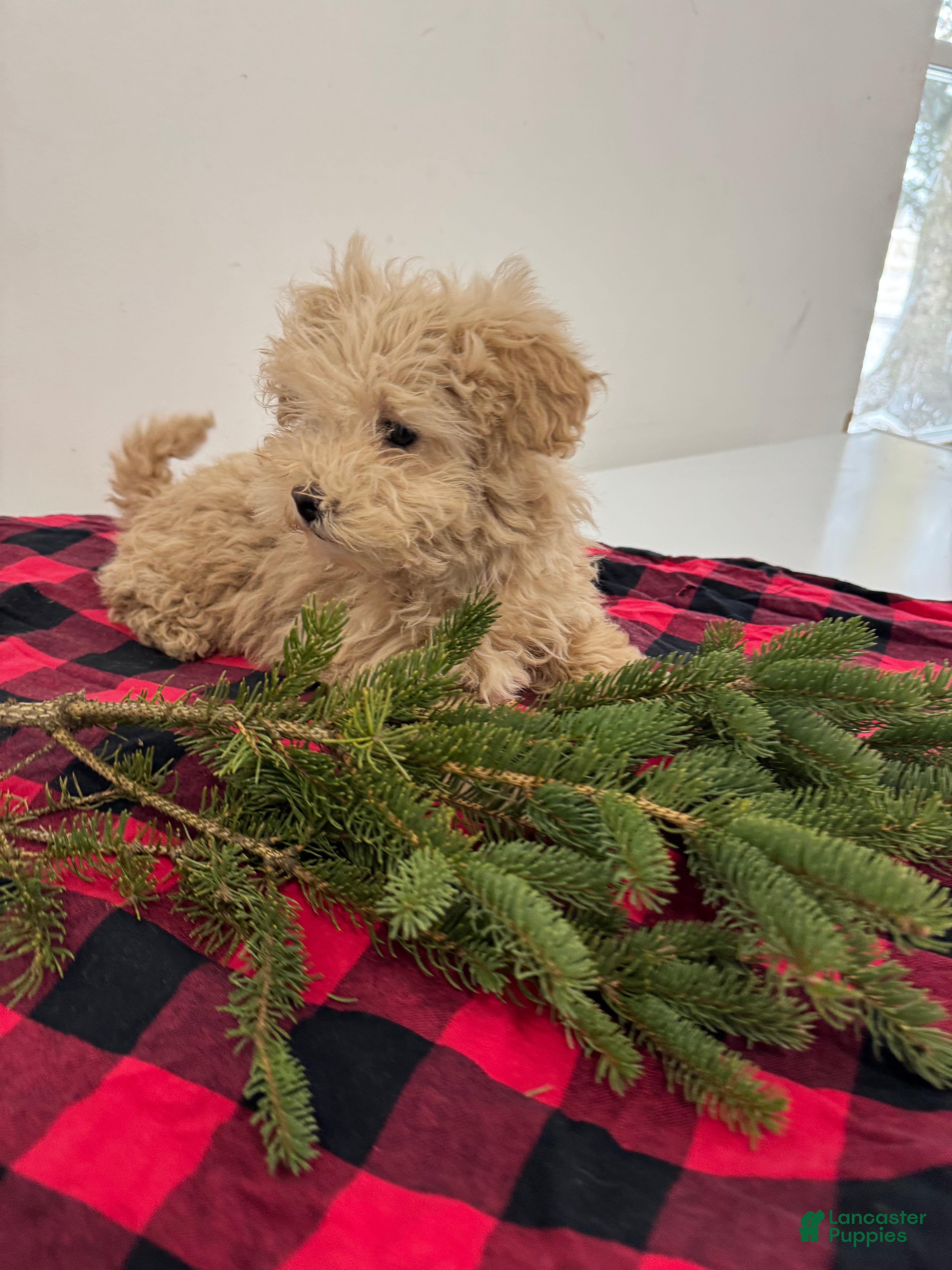 Maltipoo dogs Sally - Ad 42