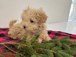 Maltipoo dogs Sally - Ad 38