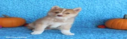 Pomsky dogs for sale: Wolf  - Ad 5
