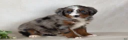 Bernedoodle dogs for sale: Scout - Ad 4