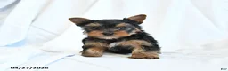 Yorkshire Terrier dogs for sale: Belle - Ad 5
