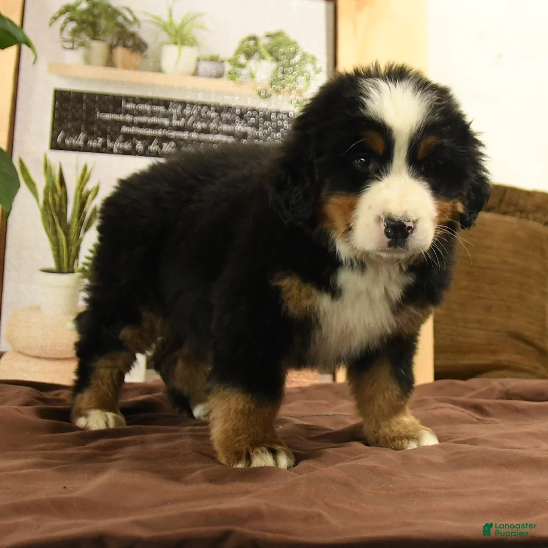 Bernedoodle dogs for sale: Robin - Ad 4