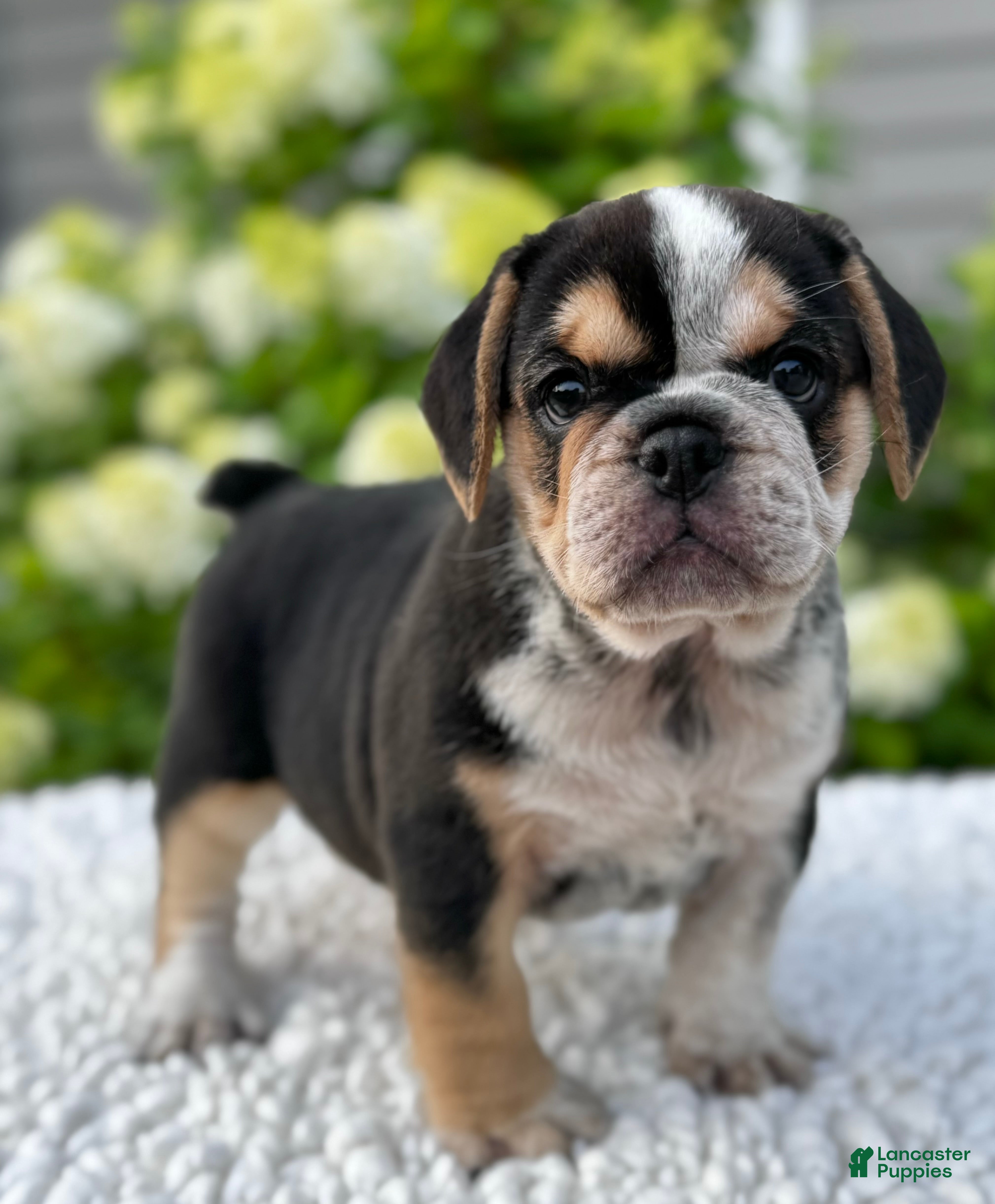 Mixed Breed dogs Hazel  - Ad 2