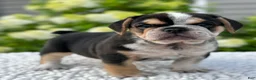Mixed Breed dogs for sale: Hazel  - Ad 2