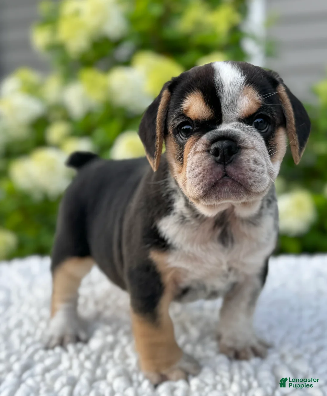 Mixed Breed dogs for sale: Hazel  - Ad 2
