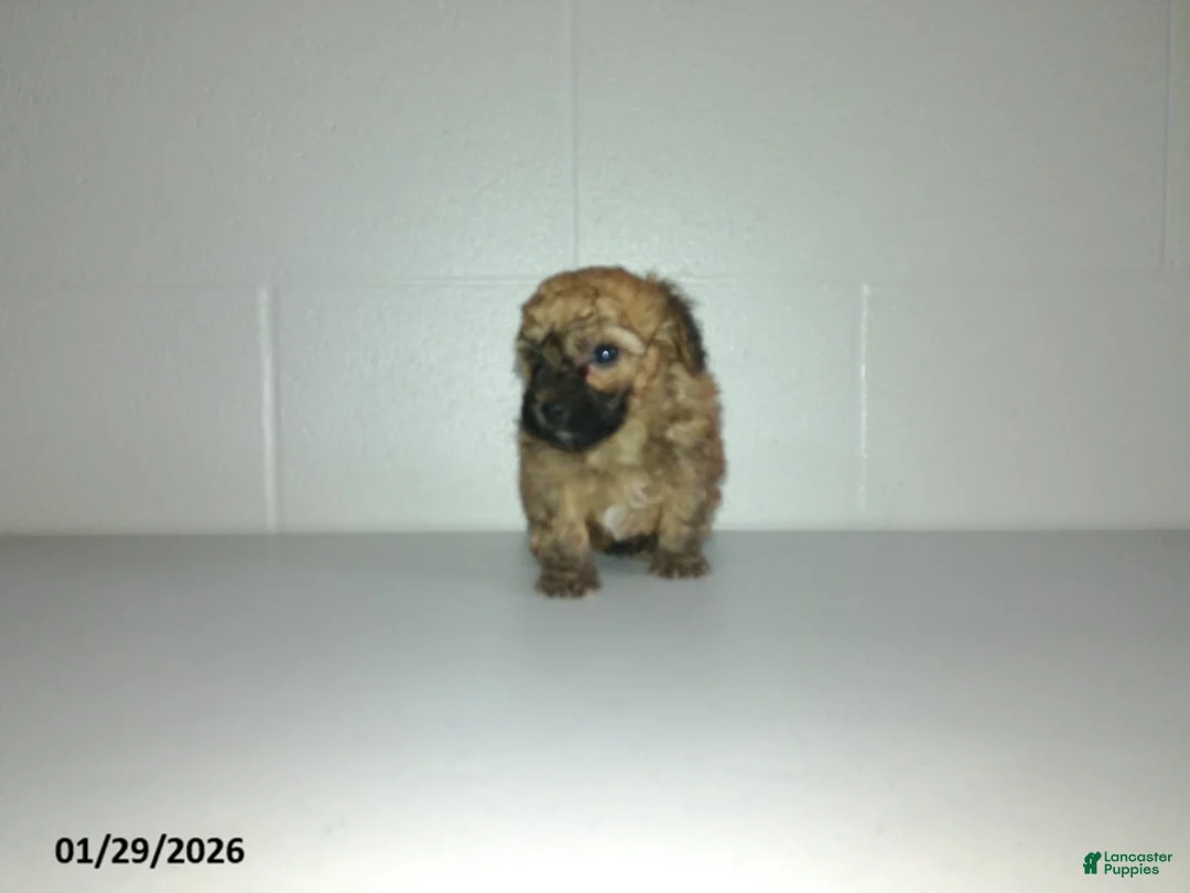 Yorkiepoo dogs for sale: Cody - Ad 3