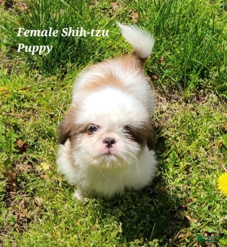 Shih Tzu dogs Chocolate & White Girl - Ad 1