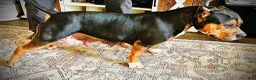 American Bully dogs for sale: American Bully Puppy 1 - Ad 29