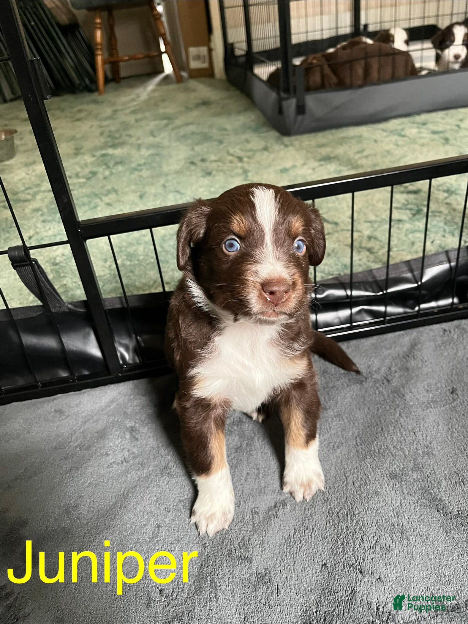 Australian Shepherd dogs Juniper - Ad 1