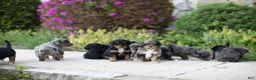 Mini Bernedoodle dogs for sale: Pearl - Ad 2